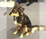 Small #2 Golden Retriever Mix