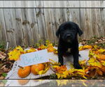 Small Labrador Retriever Mix