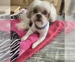 Small #5 Shih Tzu
