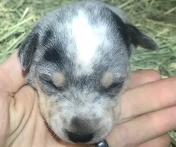 Medium Photo #5 Australian Cattle Dog Puppy For Sale in GRANTS PASS, OR, USA