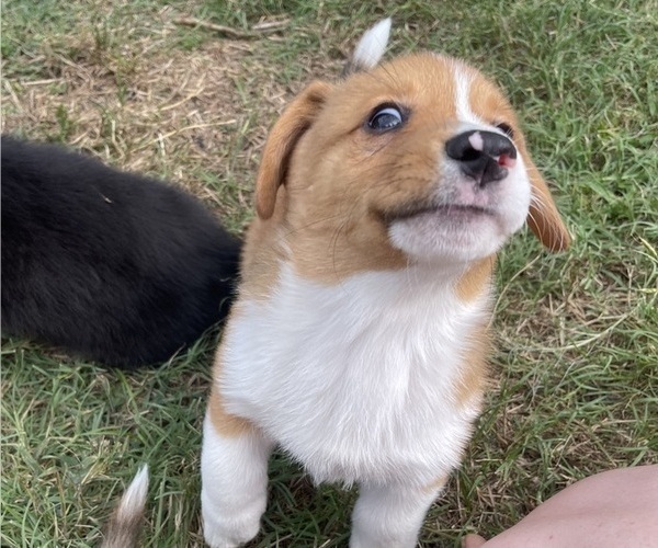 Medium Photo #20 Pembroke Welsh Corgi Puppy For Sale in BRYAN, TX, USA