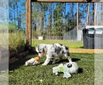 Small Photo #9 Miniature Australian Shepherd Puppy For Sale in MIDDLEBURG, FL, USA
