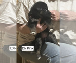Small Photo #63 German Shepherd Dog Puppy For Sale in LA FAYETTE, NY, USA