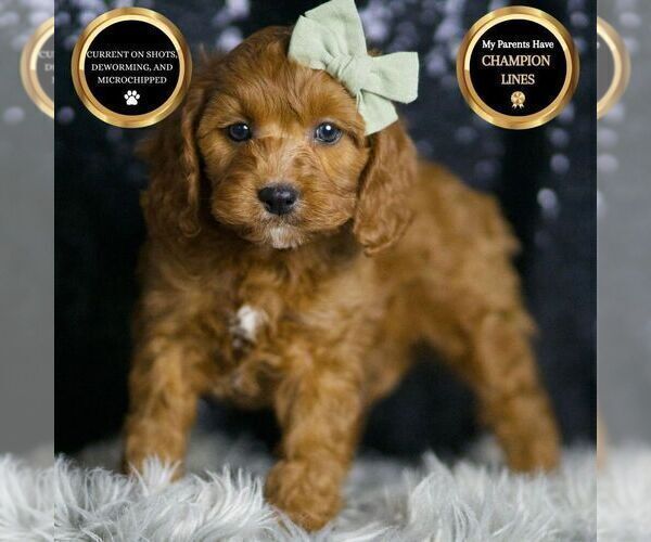Medium Photo #36 Cavapoo Puppy For Sale in WARSAW, IN, USA