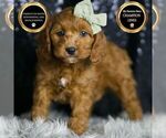 Small Photo #36 Cavapoo Puppy For Sale in WARSAW, IN, USA