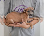 Small Photo #2 Italian Greyhound-Shih Tzu Mix Puppy For Sale in Huntley, IL, USA