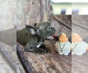 French Bulldog Puppy for sale in MIAMI, FL, USA