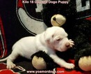 Small Photo #186 Dogo Argentino Puppy For Sale in JANE, MO, USA