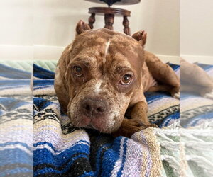 Bulldog-Unknown Mix Dogs for adoption in oakland, FL, USA