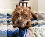 Small Bulldog Mix