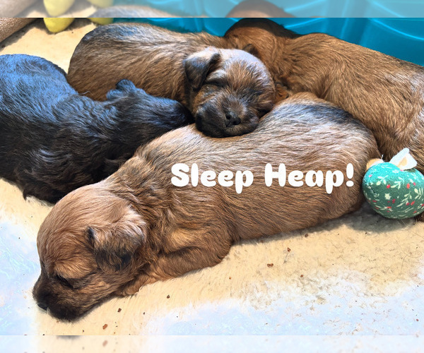 Medium Photo #37 Poocan Puppy For Sale in FAIR OAKS, CA, USA