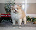 Small Photo #7 Pom-A-Poo Puppy For Sale in NAPPANEE, IN, USA