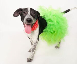 American Staffordshire Terrier-Border Collie Mix Dogs for adoption in phoenix, AZ, USA