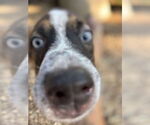 Small #3 Mutt