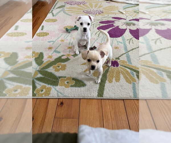 Medium Photo #2 Chihuahua-Unknown Mix Puppy For Sale in Springdale, PA, USA
