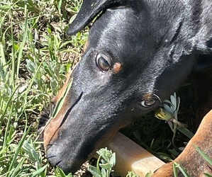 Doberman Pinscher Puppy for sale in PEYTON, CO, USA