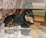 Small #4 Rottweiler
