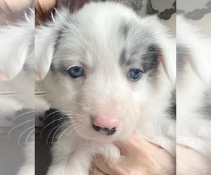 Border Collie Puppy for sale in HOOD RIVER, OR, USA