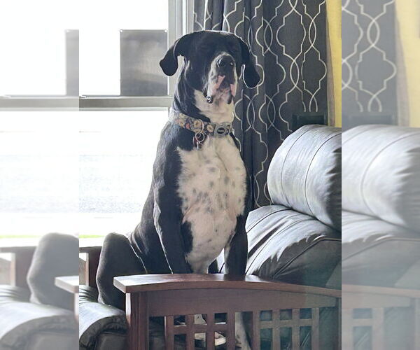 Medium Photo #2 Great Dane Puppy For Sale in Vail, AZ, USA