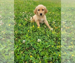 English Cream Golden Retriever Puppy for sale in KALAMAZOO, MI, USA