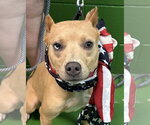 Small Photo #3 Miniature Pinscher-Unknown Mix Puppy For Sale in Rustburg, VA, USA