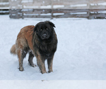 Small Photo #5 Estrela Mountain Dog Puppy For Sale in Cherryville, British Columbia, Canada