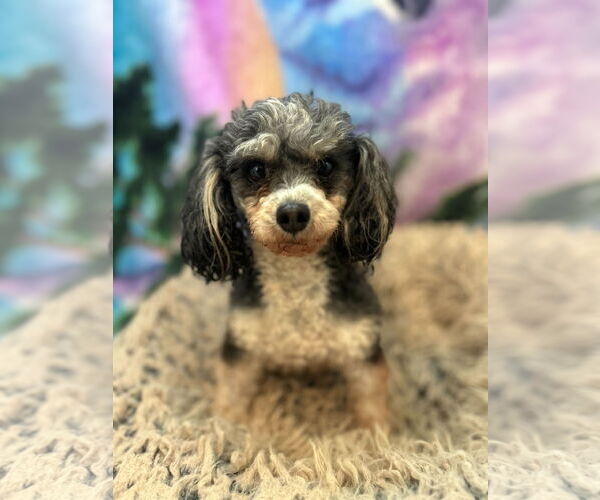 Medium Photo #1 Poodle (Toy) Puppy For Sale in Pacolet, SC, USA