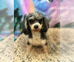 Poodle (Toy) Dogs for adoption in Pacolet, SC, USA