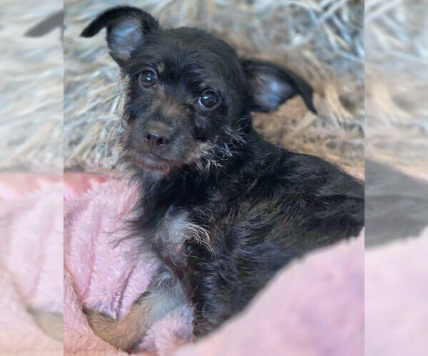 Medium Photo #6 Dachshund-Miniature Schnauzer Mix Puppy For Sale in Chino Hills, CA, USA
