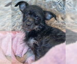 Small #5 Dachshund-Miniature Schnauzer Mix