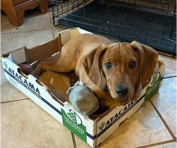 Medium Photo #1 Coonhound-Unknown Mix Puppy For Sale in Aurora, IN, USA