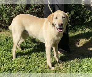 Labrador Retriever Dogs for adoption in Clovis, CA, USA