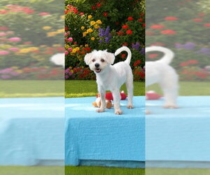 Casper - Male Shih Tzu Dog for Adoption - Photo #4