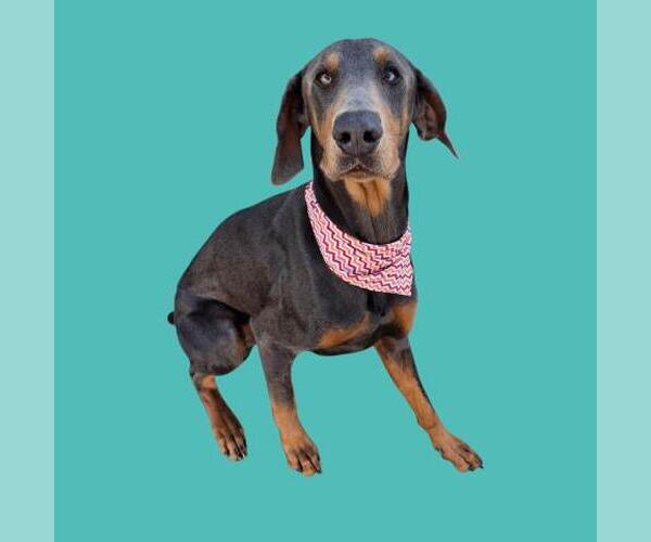 Medium Photo #1 Doberman Pinscher Puppy For Sale in Bakersfield, CA, USA