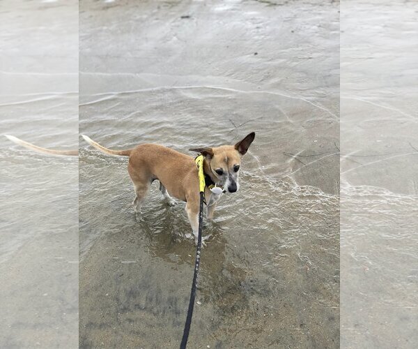 Medium Photo #4 Chihuahua-Unknown Mix Puppy For Sale in  Ramona, CA, USA