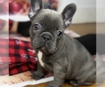 Small Photo #9 French Bulldog Puppy For Sale in BROOKLYN, NY, USA