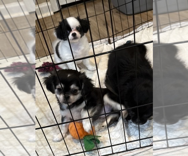 Medium Photo #4 ShiChi Puppy For Sale in FORTSON, GA, USA