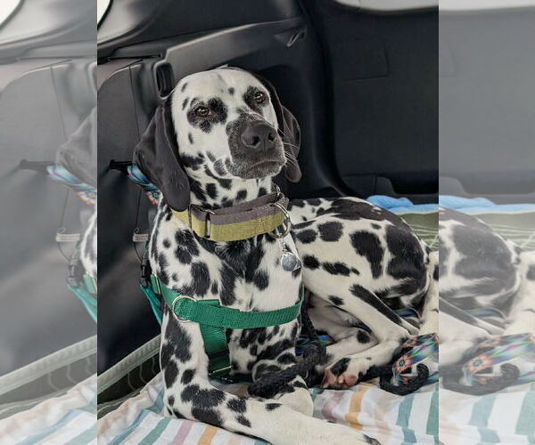 Medium Photo #4 Dalmatian Puppy For Sale in Croydon, NH, USA