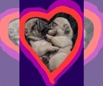 Small Photo #32 Pug Puppy For Sale in HILLSDALE, MI, USA