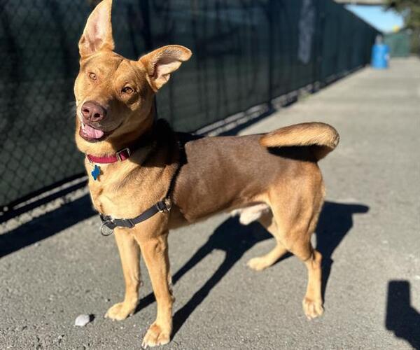 Medium Photo #2 German Shepherd Dog Puppy For Sale in Berkeley , CA, USA
