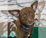 Small Chihuahua Mix
