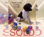 Small Photo #15 German Shorthaired Pointer Puppy For Sale in VISALIA, CA, USA