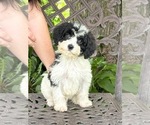 Puppy Bitty Cavapoo
