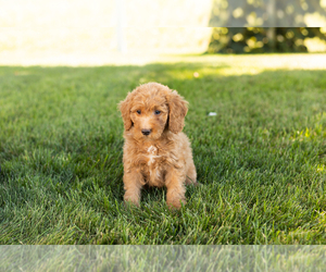 Poodle (Miniature) Puppy for sale in SHIPSHEWANA, IN, USA