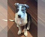 Small #3 Mutt