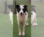 Binx - Female Border Collie-Unknown Mix Dog for Adoption - Small photo