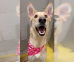 Small #22 Collie-German Shepherd Dog Mix
