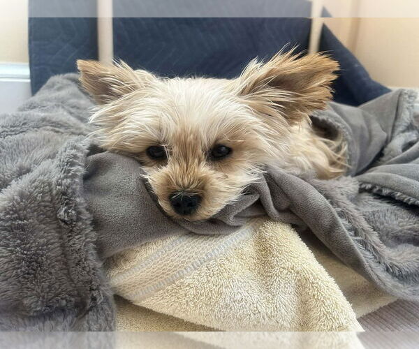 Medium Photo #9 Mutt Puppy For Sale in New York, NY, USA