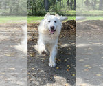 Small #1 English Cream Golden Retriever