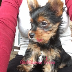 Yorkshire Terrier Puppy for sale in WINDER, GA, USA